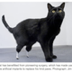 Illustration for article titled Artificial Cat Legs Help Kitty Walk Again